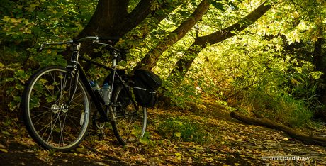 bicycle-fixed-gear-trees