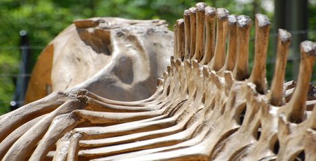 Whale skeleton