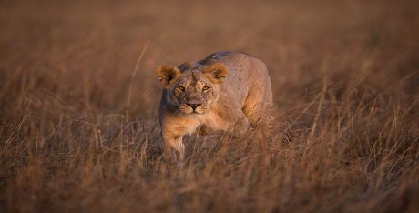 Studying mammals Meat eaters Image