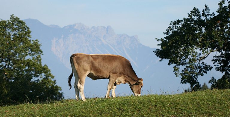 Studying mammals Plant predators Image