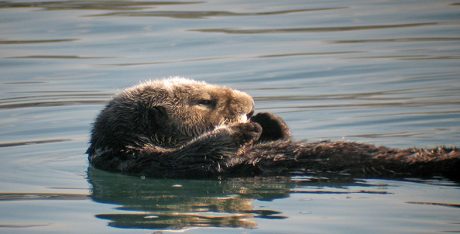 Studying mammals Return to the water Image