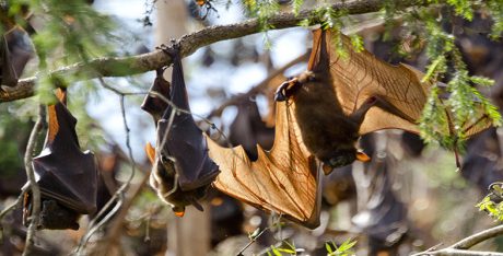 Studying mammals The insect hunters Image