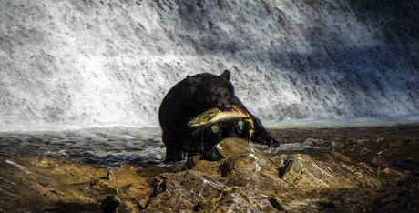 Studying mammals The opportunists Image