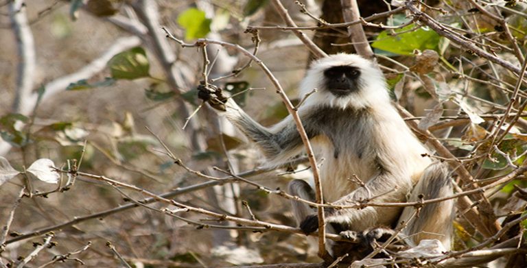 Studying mammals The social climbers Image