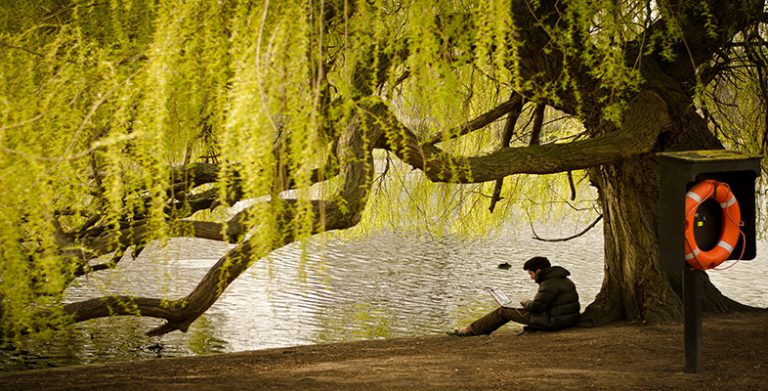 Working Under a Willow