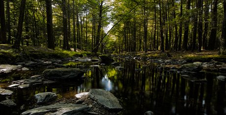 Water and human health