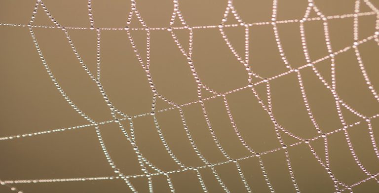 Web at sunrise