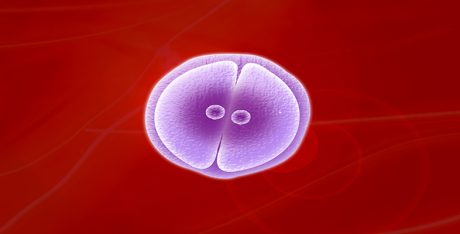 meiosis_and_mitosis