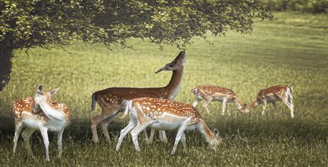 fallow deer herd and eating the tree