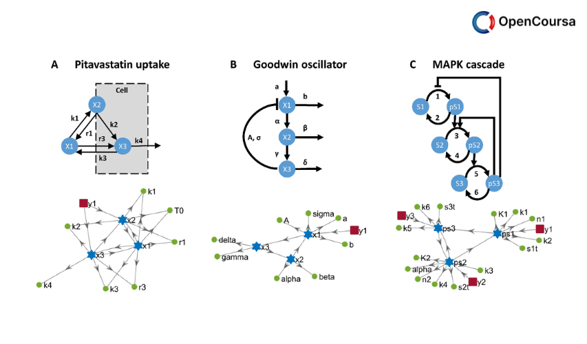 Dynamical-Models-in-Biology