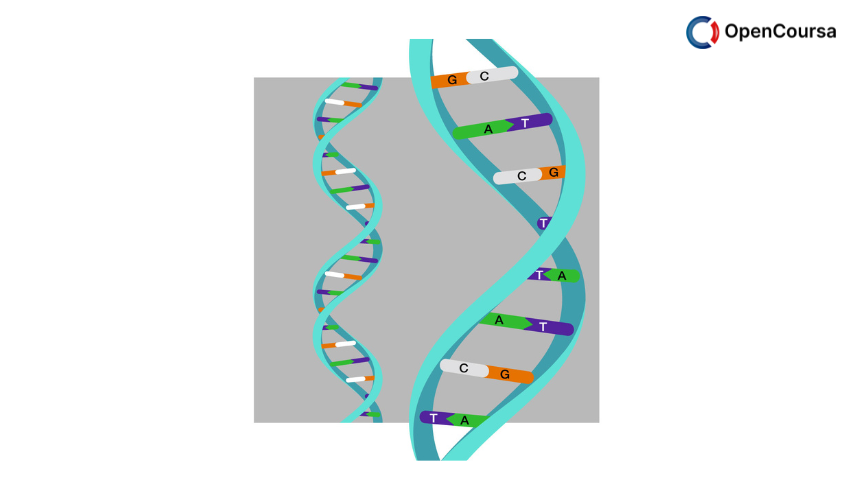 Genomes-and-Diversity