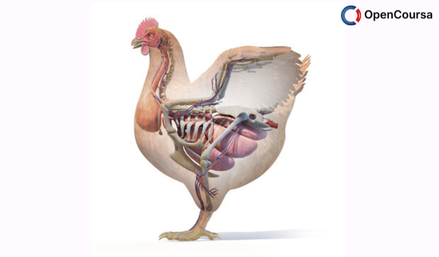 5-Chicken-anatomy-and-physiology