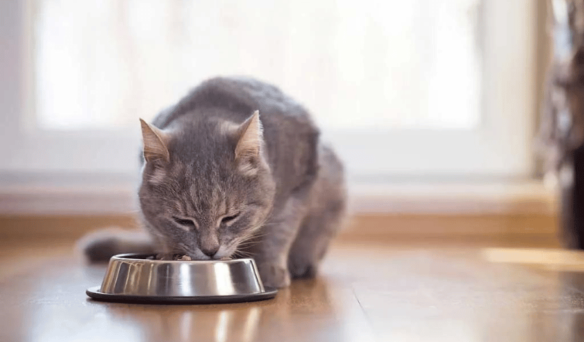 A-simple-guide-to-feeding-your-cat-Article