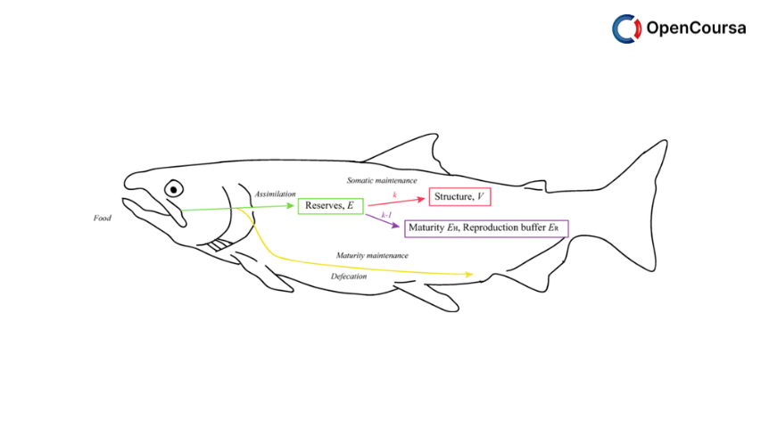 Fish-Bioenergetics-Introduction