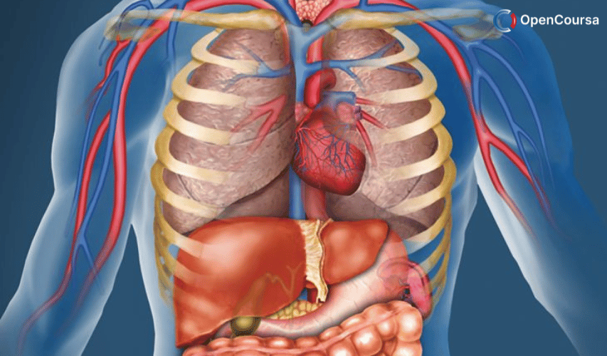 Integrative-Biology-131-General-Human-Anatomy-Fall-2005