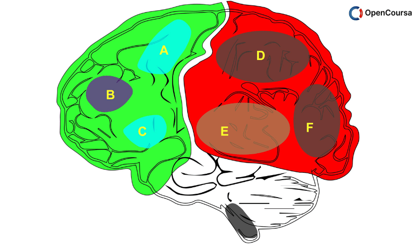 The-Neuronal-Basis-of-Consciousness