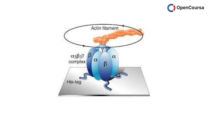 What-is-microbial-bioenergetics-Article