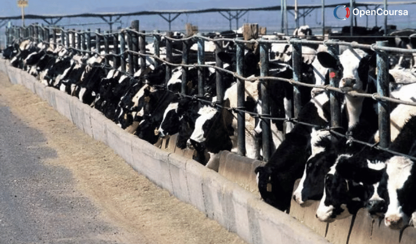 World-of-Dairy-Cattle-Nutrition