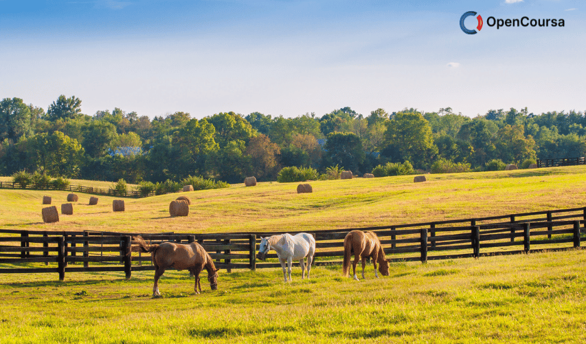 Horse-Ownership-1