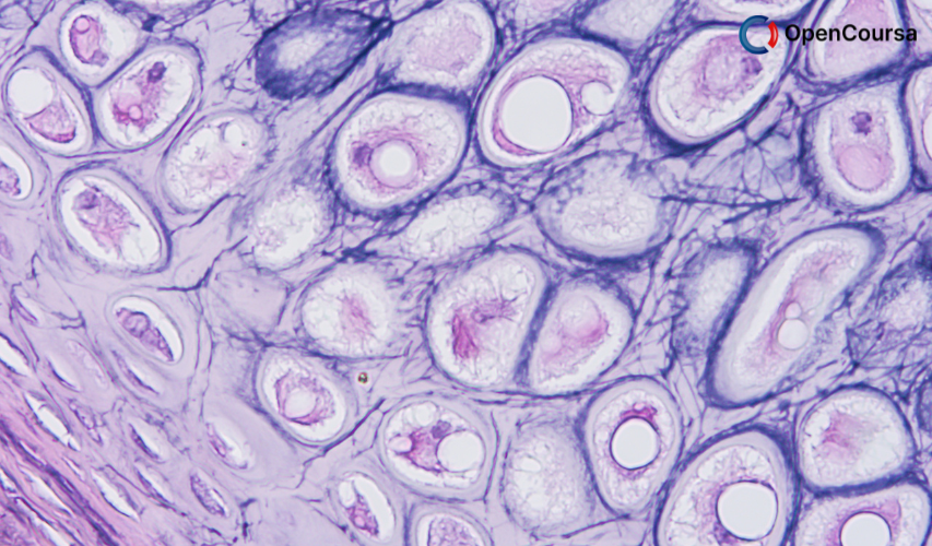 Medical-School-Histology-Basics-Connective-Tissue-Presentation